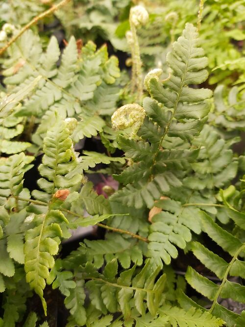 Dryopteris championii for sale in Ireland