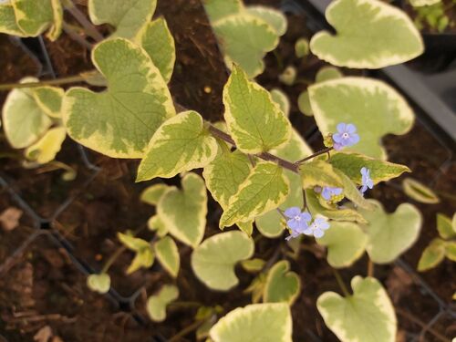 Brunnera macrophylla 'Hadspen Cream' for sale Ireland