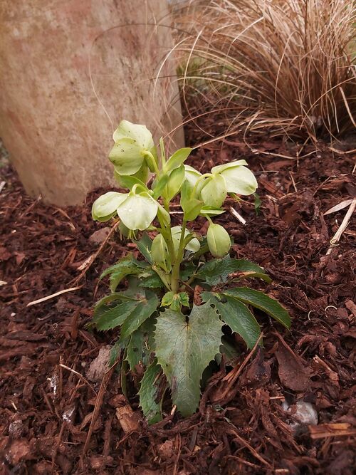 Helleborus argutifolius 'Green Dwarf' for sale in Ireland