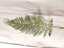 Polystichum setiferum 'Pulcherrimum Bevis' 9cm €9.95