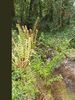 7 x tough native fern plugs €15