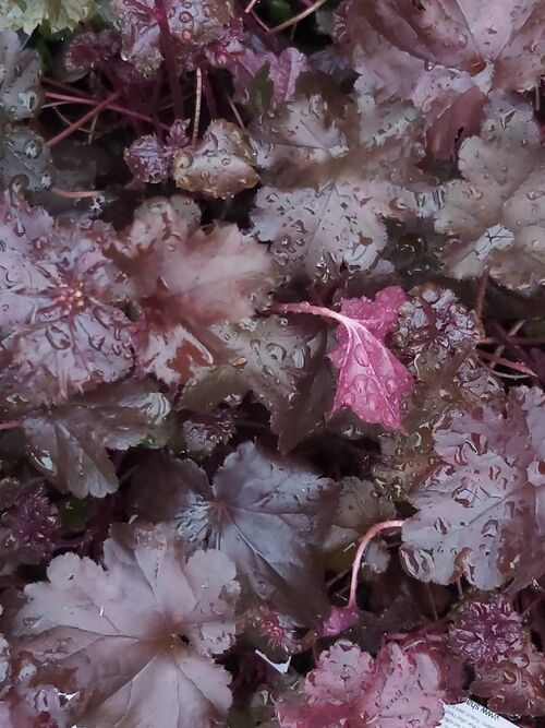 Heuchera 'Black Beauty' 12cm €6.95