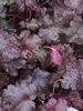 Heuchera 'Black Beauty' 2 litre €9.95 Heuchera 'Black Beauty' 12cm €6.95