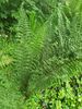 Dryopteris affinis 'Cristata Angustata' AGM plug €2.95
