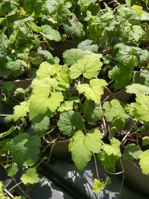 Tiarella cordifolia 'Moorgrün' €5.95 for sale Ireand