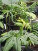 Arisaema tortuosum Flowering size Bulb €7.95 Arisaema tortuosum Bulb £6.95