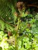 Cyathea cooperi - Australian Tree Fern Plug plant €3.95