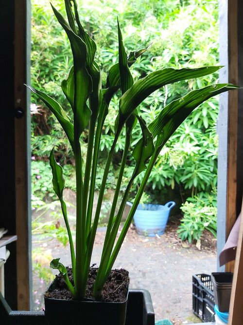 Hosta 'Praying Hands' for sale Ireland