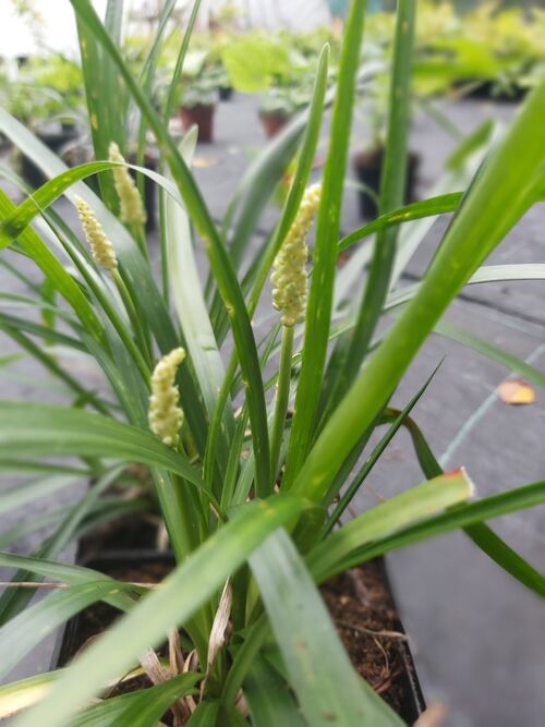 Liriope muscari 'Monroe White' 1 litre €6.95