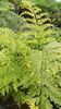 Asplenium bulbiferum- Hen and Chicken Fern 9cm €4.95