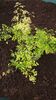 Adiantum microphyllum 9cm pot €4.95 sold out Adiantum microphyllum 9cm pot €4.95