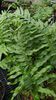 Polypodium 'Whitley Giant' for sale in Ireland