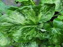 Arum 'Chameleon'