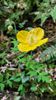 Meconopsis cambricum - Welsh Poppy for sale in Ireland