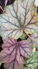 Heuchera 'Venus' 1 litre €7.00