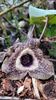 Asarum splendens- Chinese Wild Ginger for sale Ireland