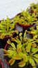 Dionaea muscipula for sale in Ireland