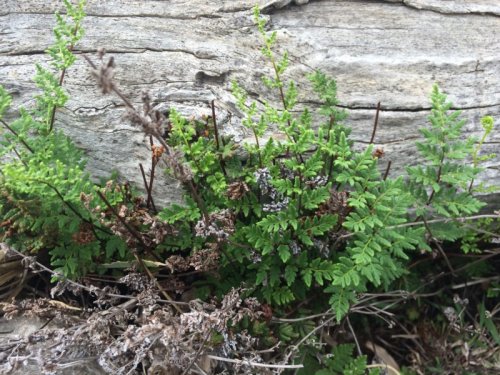 NEW!! Cheilanthes seiberi - Mulga Fern