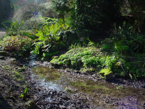 Bog garden collection- 7 ferns- £26.00
