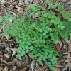 Adiantum tricholepis- Hairy Maidenhair Fern