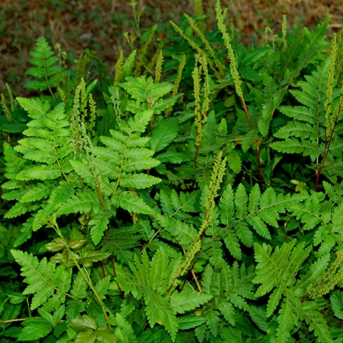 Anemia tomentosa -Hairy Flowering Fern