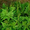 Anemia tomentosa -Hairy Flowering Fern