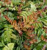Dryopteris erythrosora 'Brilliance'- Brilliant red Buckler Fern for sale Ireland