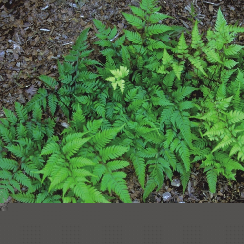 Athyrium 'Branford Rambler' 9cm £6.95
