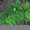 Athyrium 'Branford Rambler' 9cm £6.95