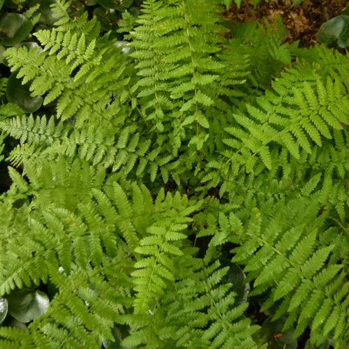 Athyrium filix-femina 'Minutissimum'- Petite Lady Fern