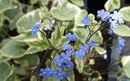 Brunnera macrophylla 'Hadspen Cream' for sale Ireland