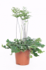 Doryopteris