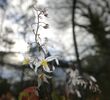 Epimedium stellulatum ‘Wudang Star’ 2 litre for sale ireland