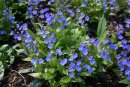 Omphaloides