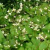 Epimedium pubigerum sold out