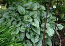 Brunnera macrophylla 'Jack Frost' 9cm €6.95 Brunnera macrophylla 'Jack Frost' for sale in Ireland