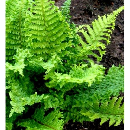 Dryopteris filix-mas 'Crispa Cristata' 9cm £3.95