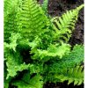 Dryopteris filix-mas 'Crispa Cristata' Sold out