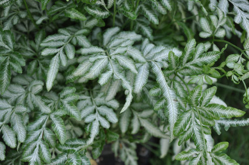 Pteris ensiformis 'evergemiensis' 9cm £4.95