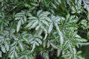 Pteris ensiformis 'evergemiensis'