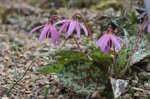Erythronium dens-canis bulb Sold out