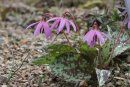 Erythronium- Back later in the year