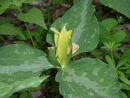 Trillium