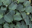 Hosta 'Blue Mouse Ears for sale Ireland