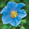 Mecanopsis- Himalayan Poppy
