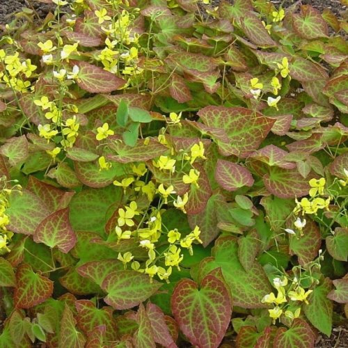 Epimedium perralchicum 'Frohnleiten's 9cm £5.95