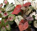 Tiny Caladium 6cm €4.95