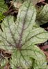 Heucherella ‘Kimono’ P9 (0.5 litre) €5.95 Heucherella ‘Kimono’ for sale in Ireland