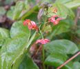 Epimedium 'Amber Queen' for sale Ireland