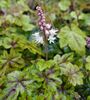 Tiarella 'Happy Trails' for sale Ireand